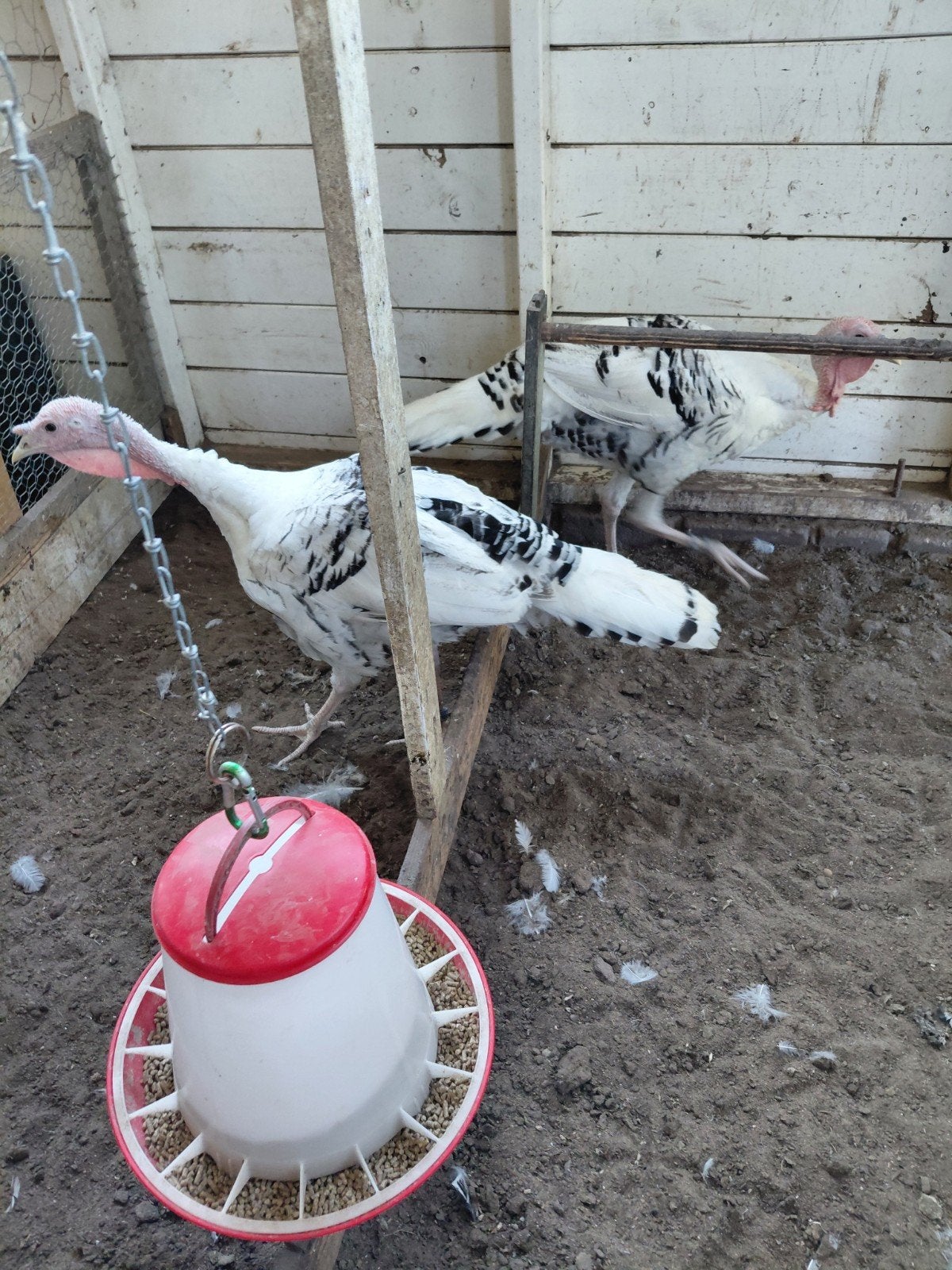 Ronquieres kalkoen haan., Dieren en Toebehoren, Pluimvee, Mannelijk, Kalkoen