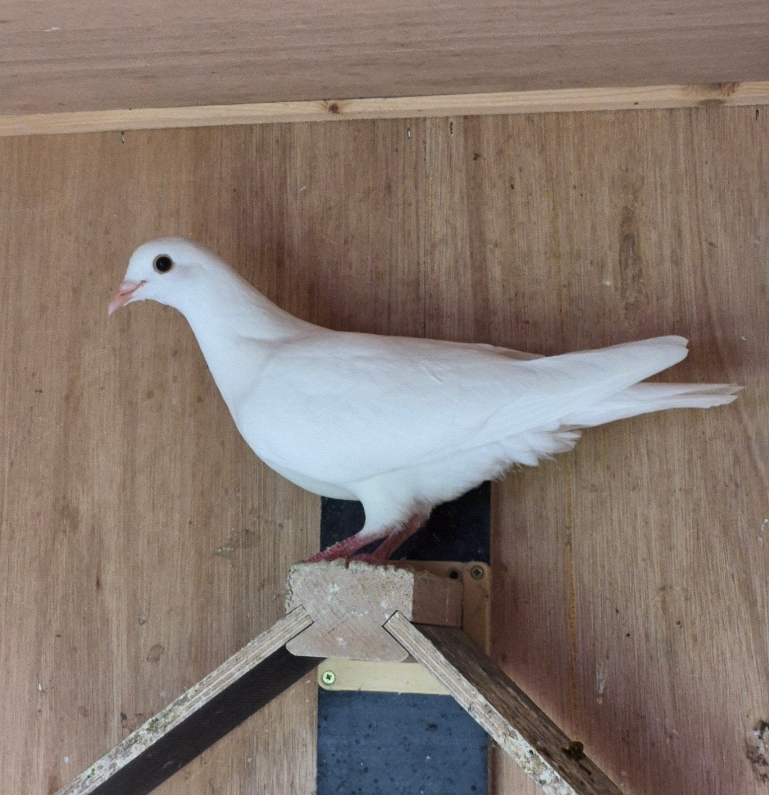 Witte postduiven, Dieren en Toebehoren, Meerdere dieren, Postduif