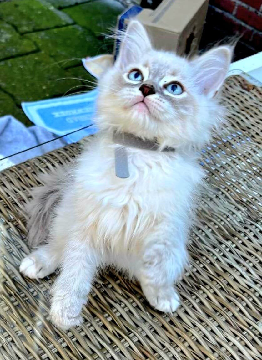 Prachtige ragdoll kittens te koop, Meerdere dieren, 0 tot 2 jaar