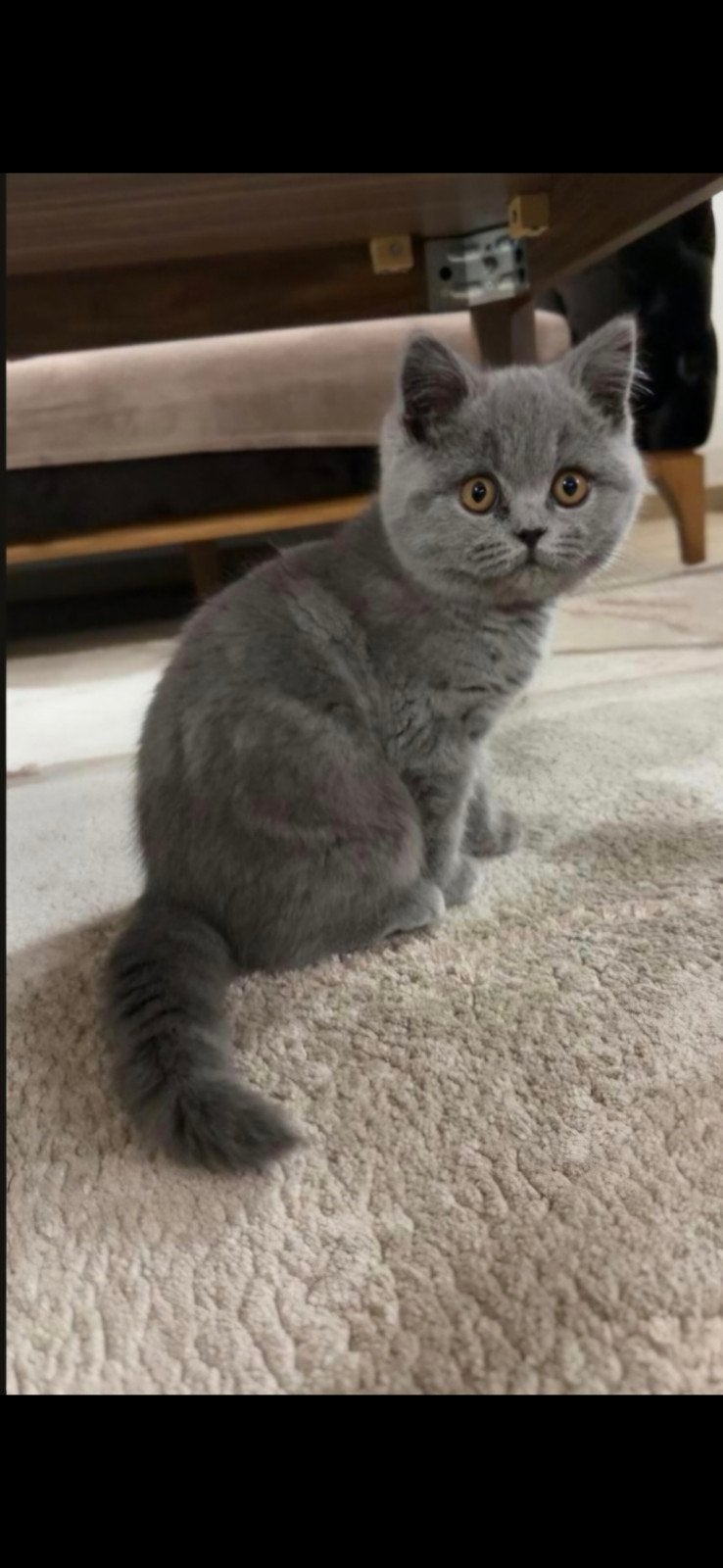 Britse korthaar met stamboom, Dieren en Toebehoren, Katten en Kittens | Raskatten | Korthaar, Kater, Met stamboom