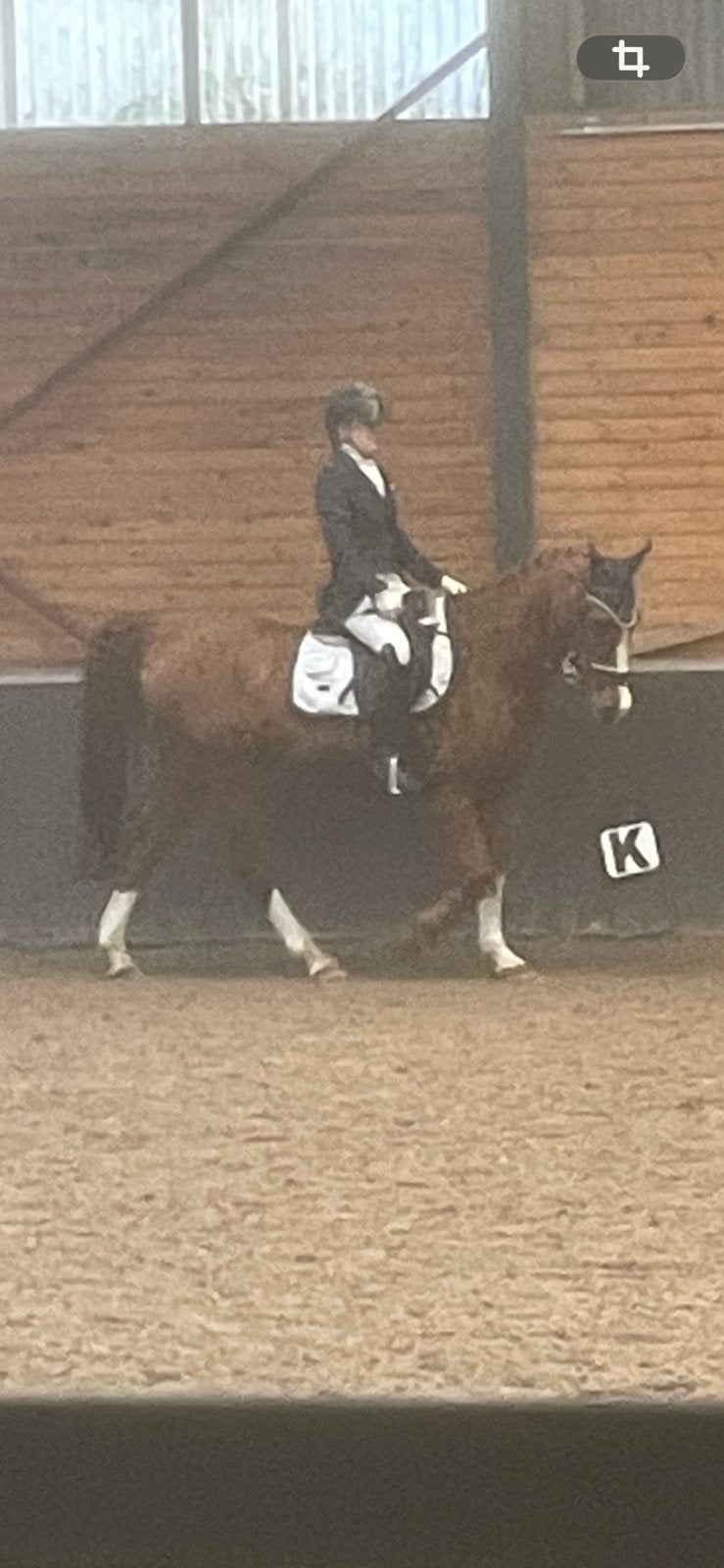 Brave d pony 1.46m, Dieren en Toebehoren, Vrouwelijk, Kropper