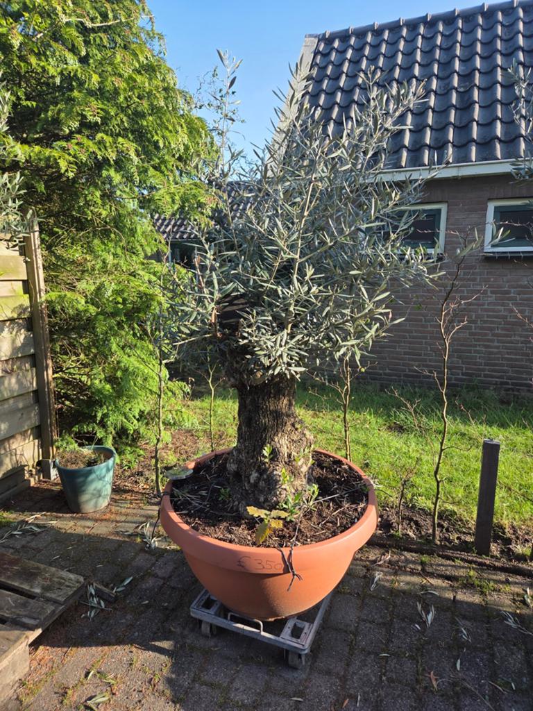 Oude Bonsai olijfboom, Ophalen, Overige soorten