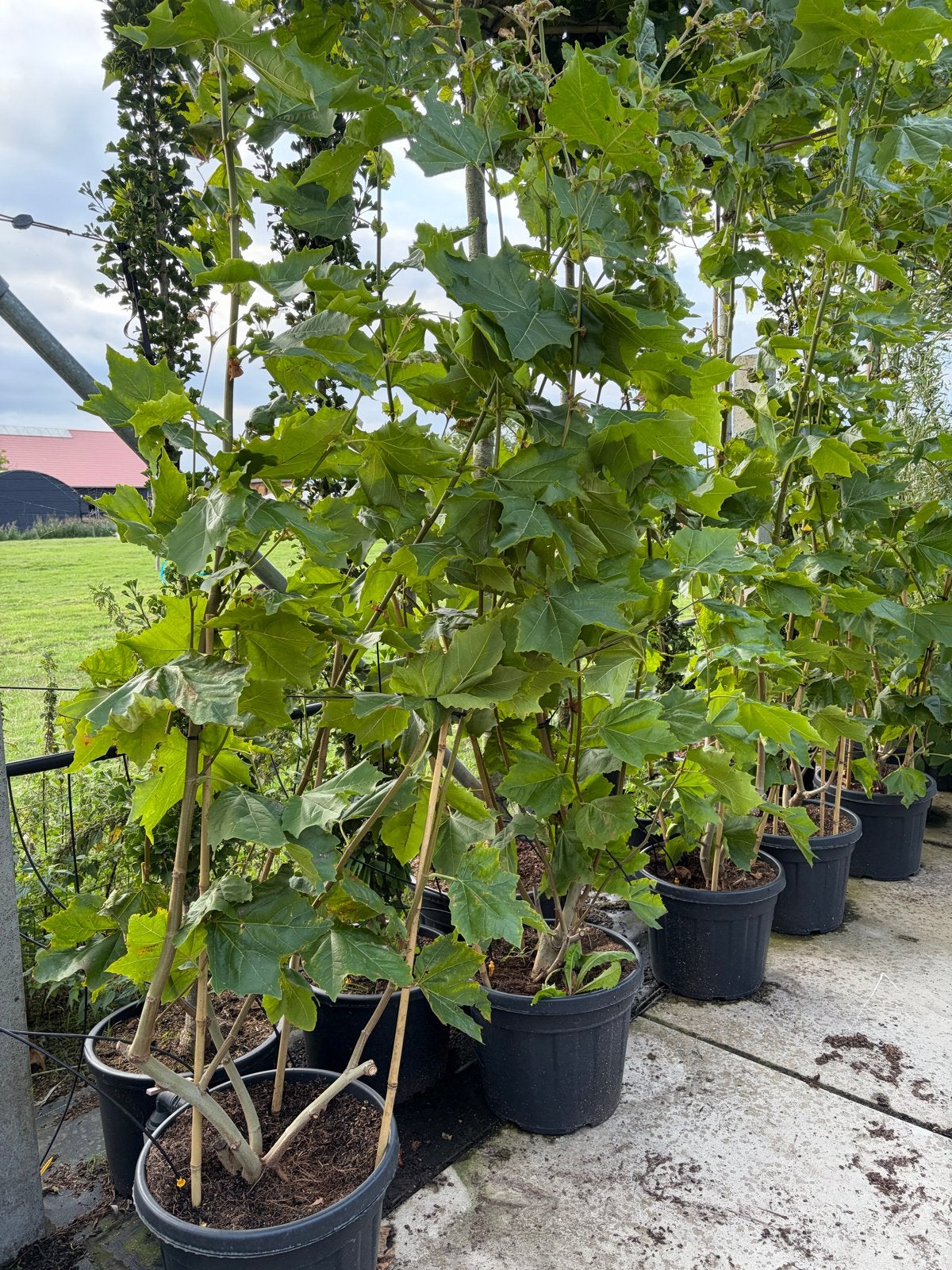 Platanus Hispanica struiken - 2/2.5m hoog grote voorraad, Tuin en Terras, Ophalen of Verzenden, In pot, Overige soorten, 250 tot 400 cm