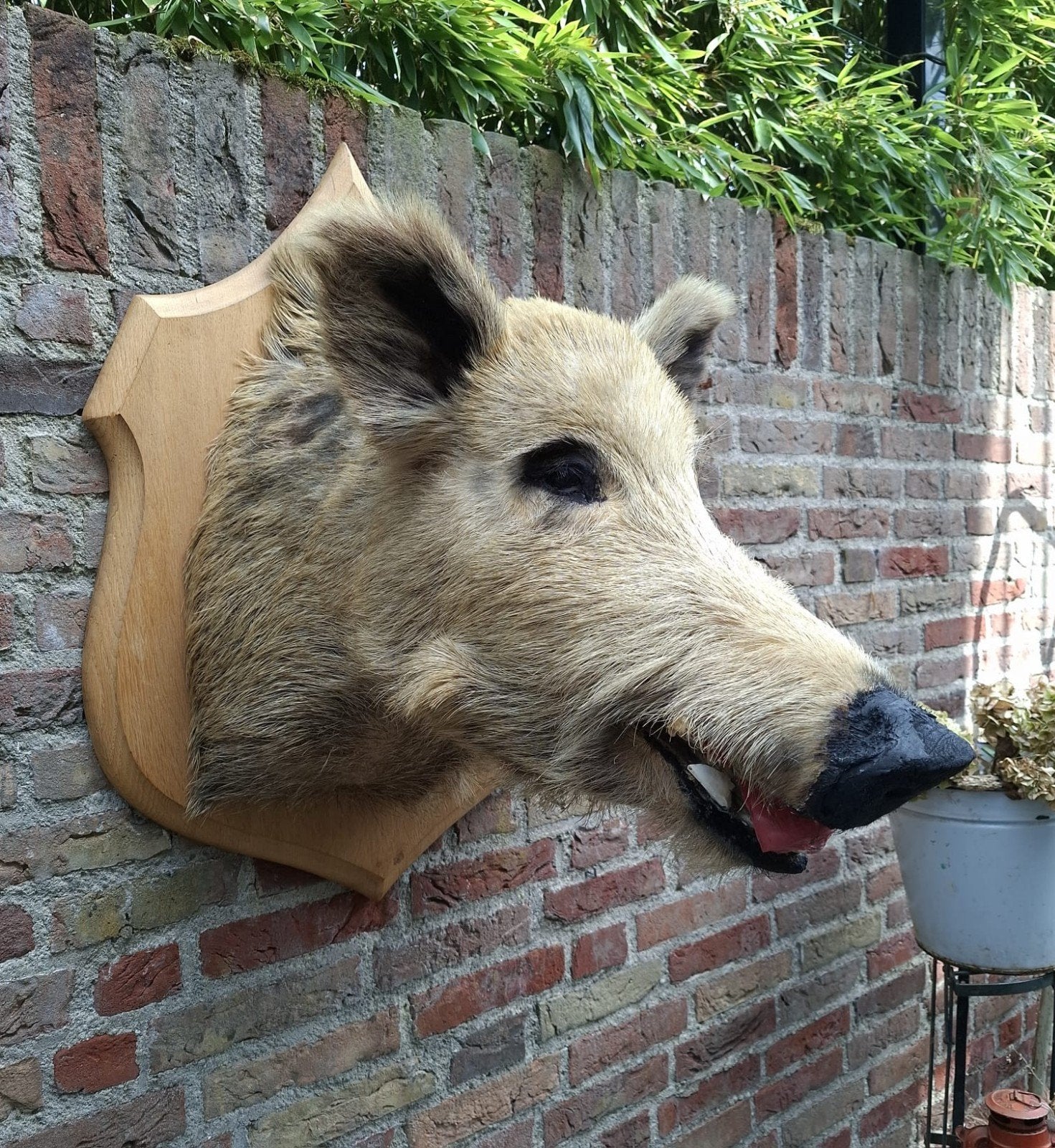 opgezette kop zwijn groot taxidermy veluwe jacht schedel, Ophalen, Wild dier, Gewei of Kop
