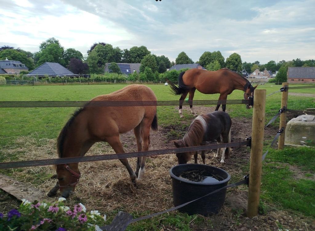 Aangeboden: stalling op kleine prive stal, Dieren en Toebehoren, Stalling en Weidegang, Stalling
