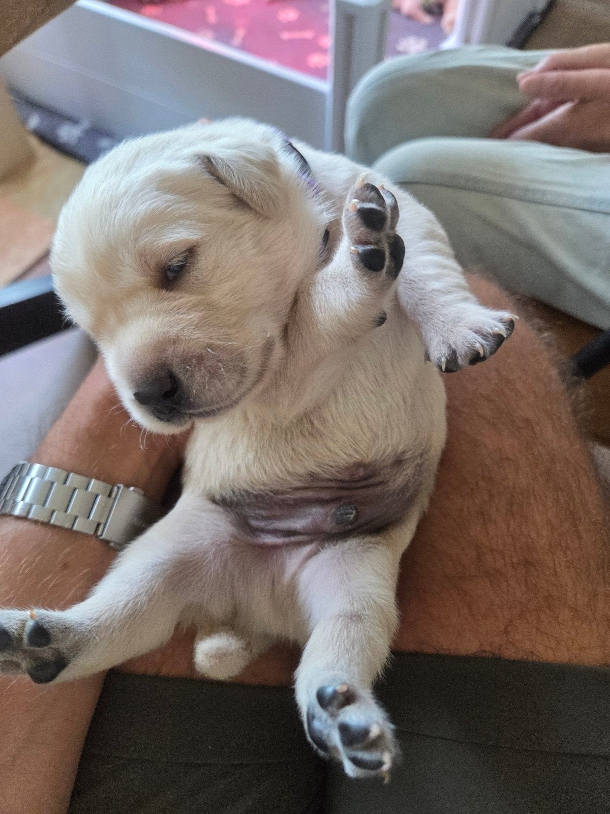 Lieve Golden Retriever Labrador pups zoeken een warm thuis, Parvo, 8 tot 15 weken, Meerdere, Meerdere dieren