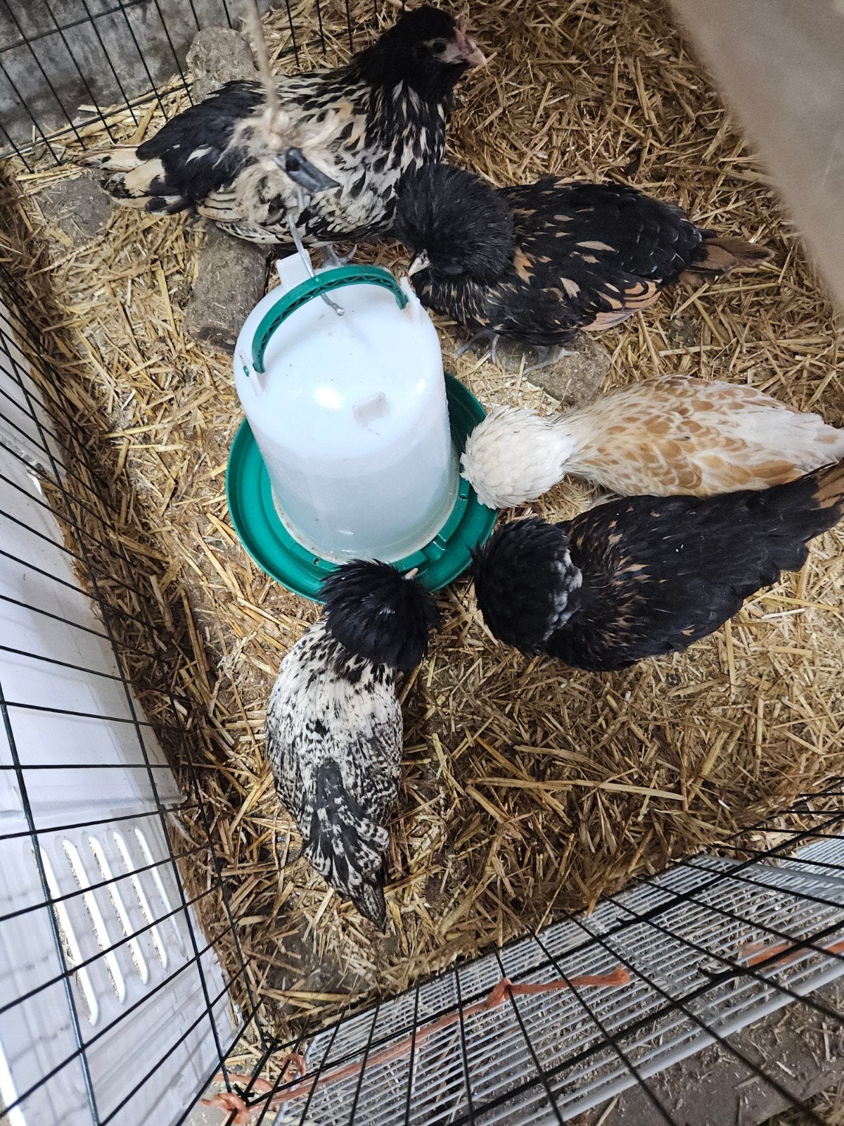 te koop jonge Brabanters en kuifbaardhoenen., Dieren en Toebehoren, Meerdere dieren, Kip
