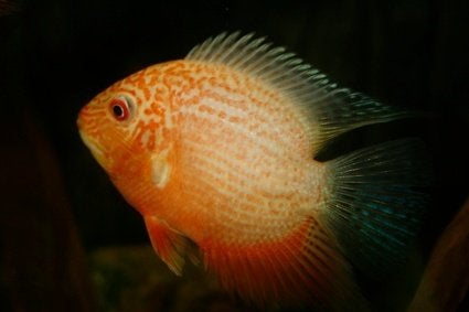 Zuid Amerikaanse Cichliden: Heros gold Red Spotted, Vis, Zoetwatervis