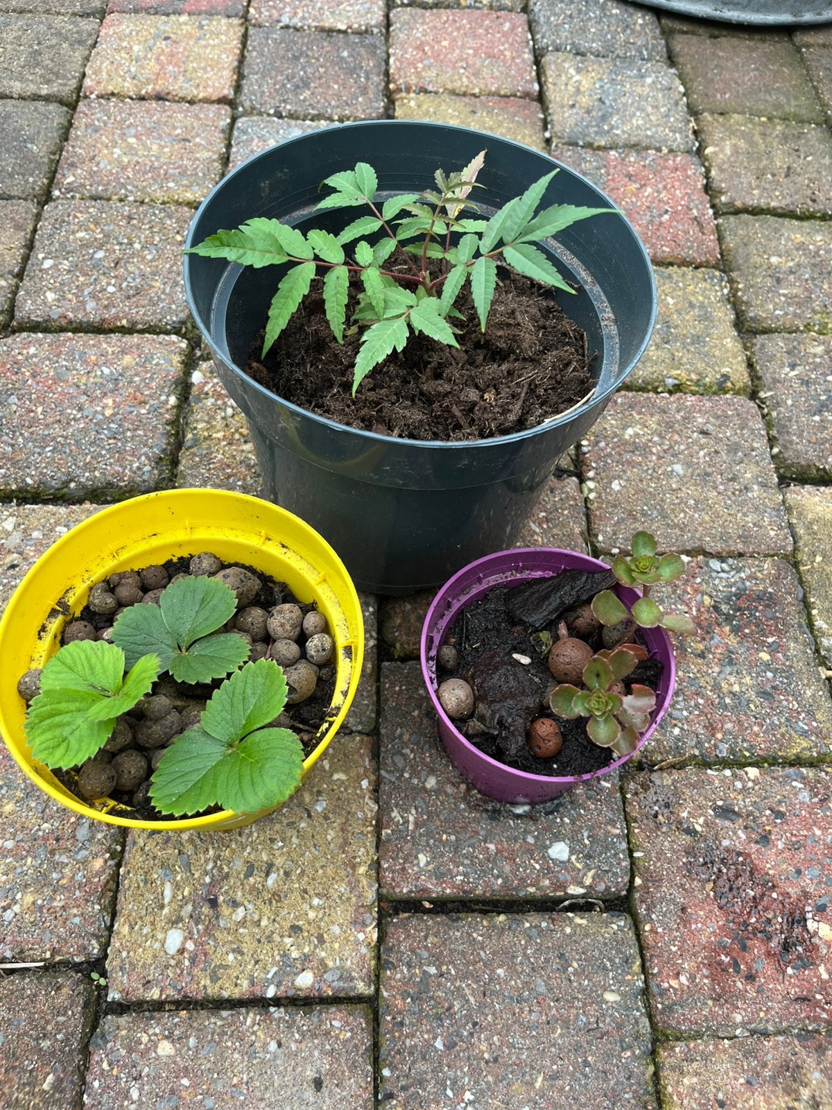 Plantjes aangeboden, Ophalen, Overige soorten, Volle zon