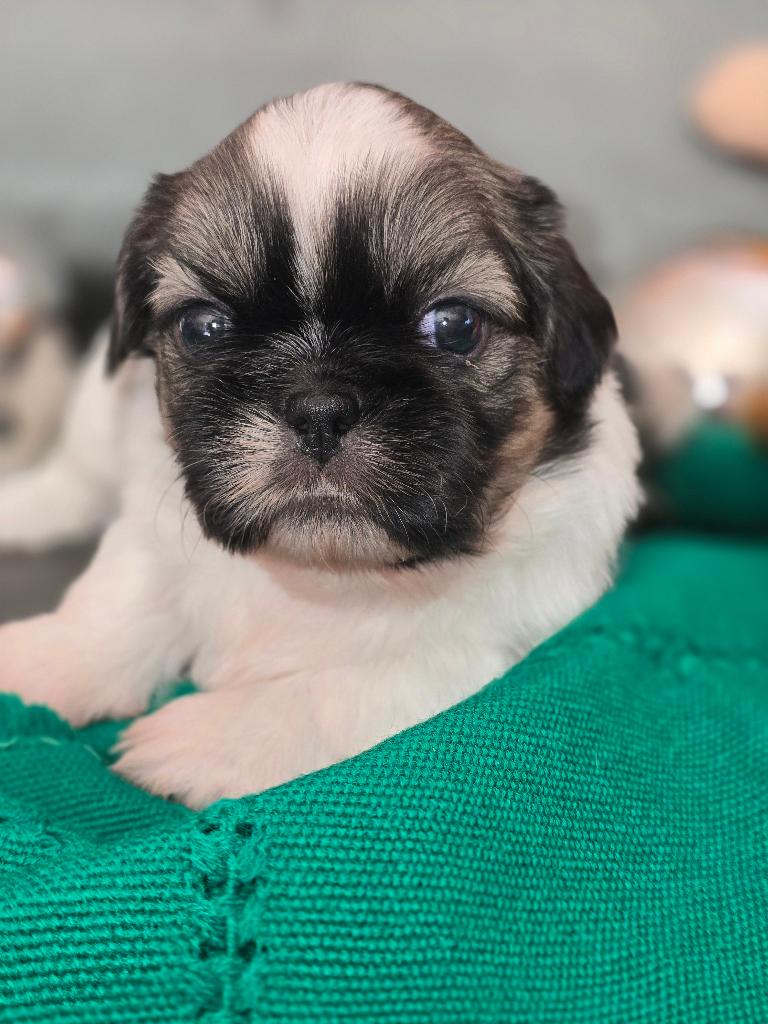 Shih tzu pups (NOG 1 REUTJE OVER), Dieren en Toebehoren, Parvo, Overige rassen, 8 tot 15 weken, Meerdere