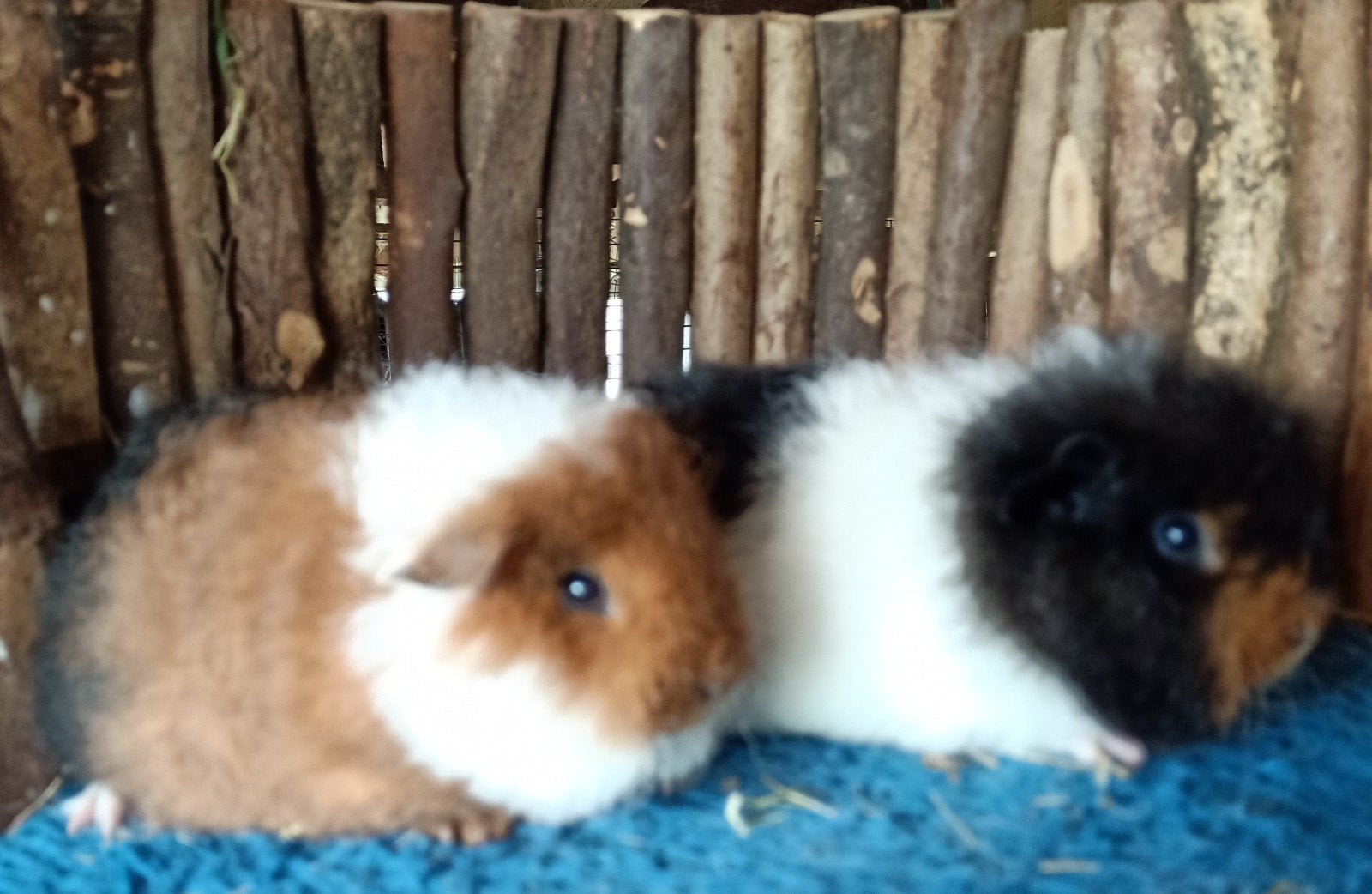 Ch teddy cavia, Mei, Mannelijk, Cavia