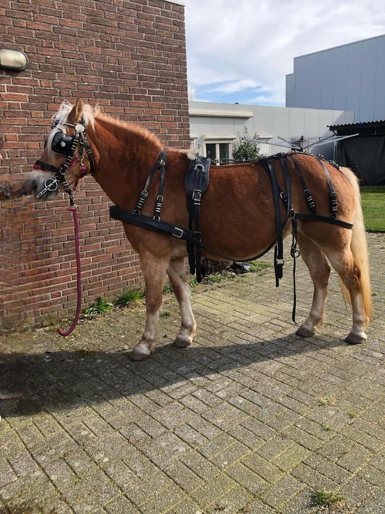Full mentuig compleet met broek en hoofdstel en bit., Dieren en Toebehoren, Paarden en Pony's | Hoofdstellen en Tuigage, Ophalen of Verzenden