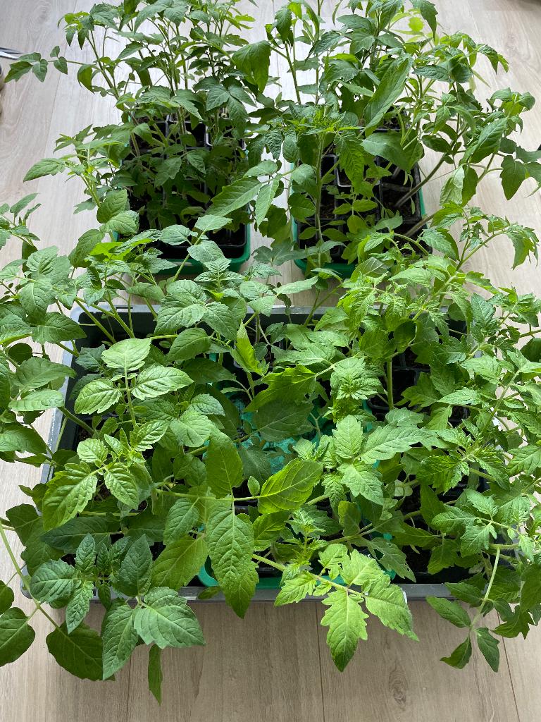 Tomaten planten 25-40 cm diverse soorten, Tuin en Terras, Planten | Tuinplanten, Ophalen, Volle zon, Groenteplanten, Eenjarig