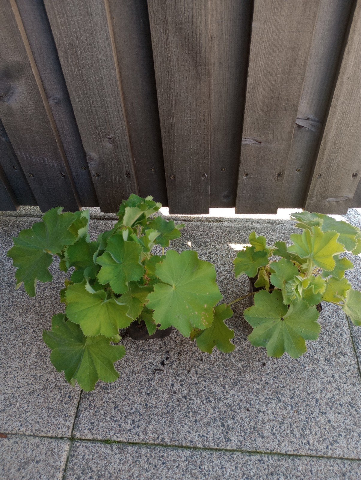 Foto 2 van Vrouwenmantel/Alchemilla mollis