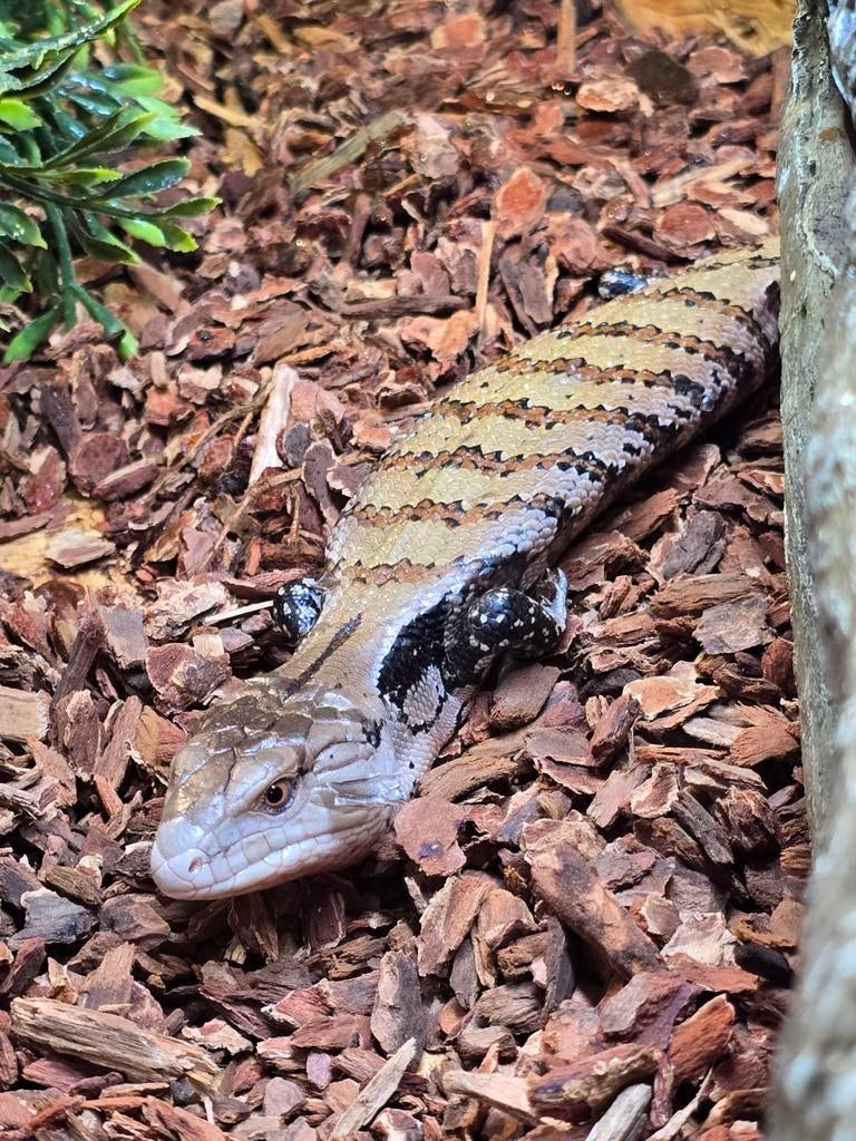 Nog 1 nakweek Tiliqua scincoides 2025 blauwtongskink, Dieren en Toebehoren, Hagedis, 0 tot 2 jaar