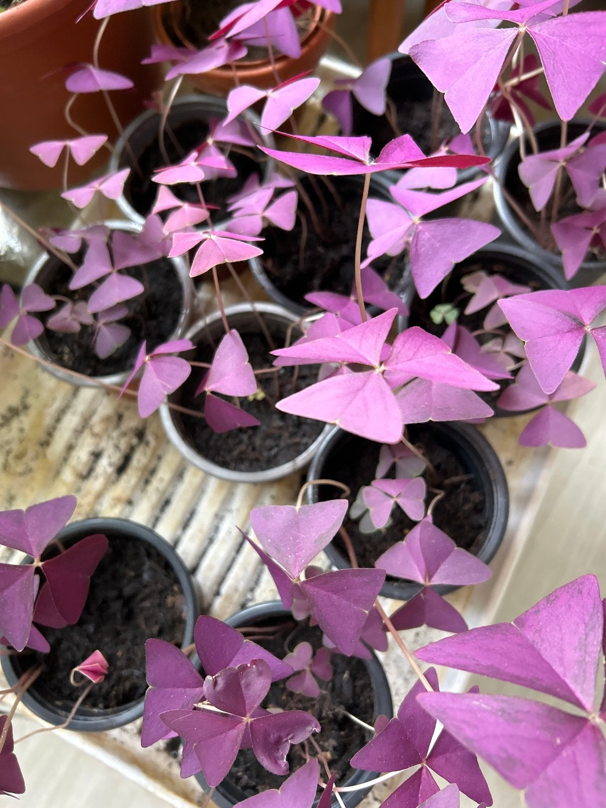 Oxalis Triangularis - Vlinderplant - Paarse Klaver, Huis en Inrichting, Kamerplanten, Ophalen, Cactus, Halfschaduw, Minder dan 100 cm