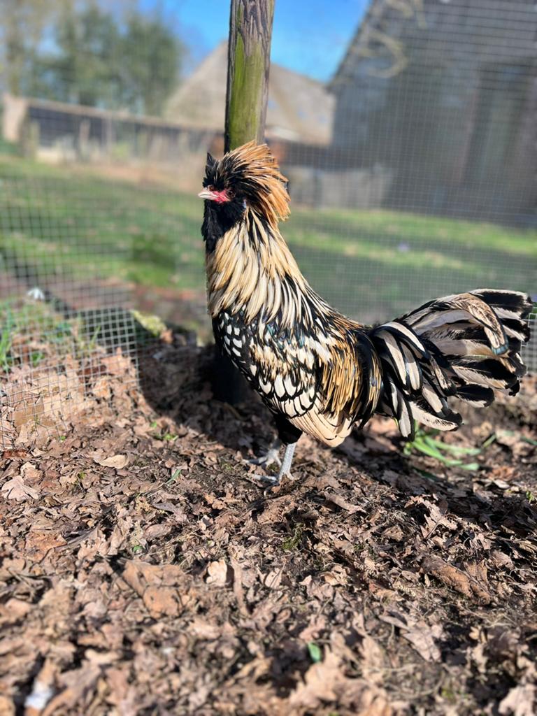 Zeldzaam mooie Paduha kuifbaard haan., Dieren en Toebehoren, Pluimvee, Mannelijk, Kip