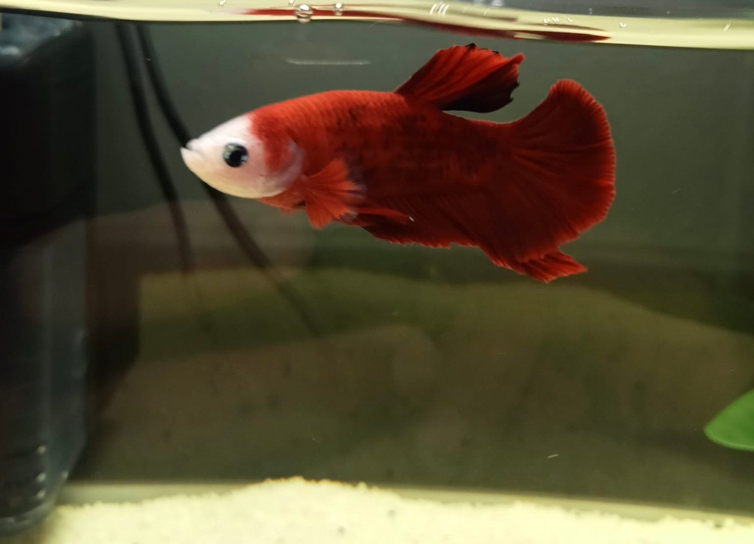 Betta man, Dieren en Toebehoren, Vissen | Aquariumvissen, Vis, Zoetwatervis