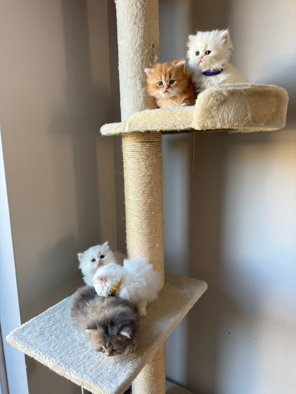 Perzische kittens van hoge kwaliteit – liefdevol opgegroeid, Meerdere dieren, Ontwormd, 0 tot 2 jaar