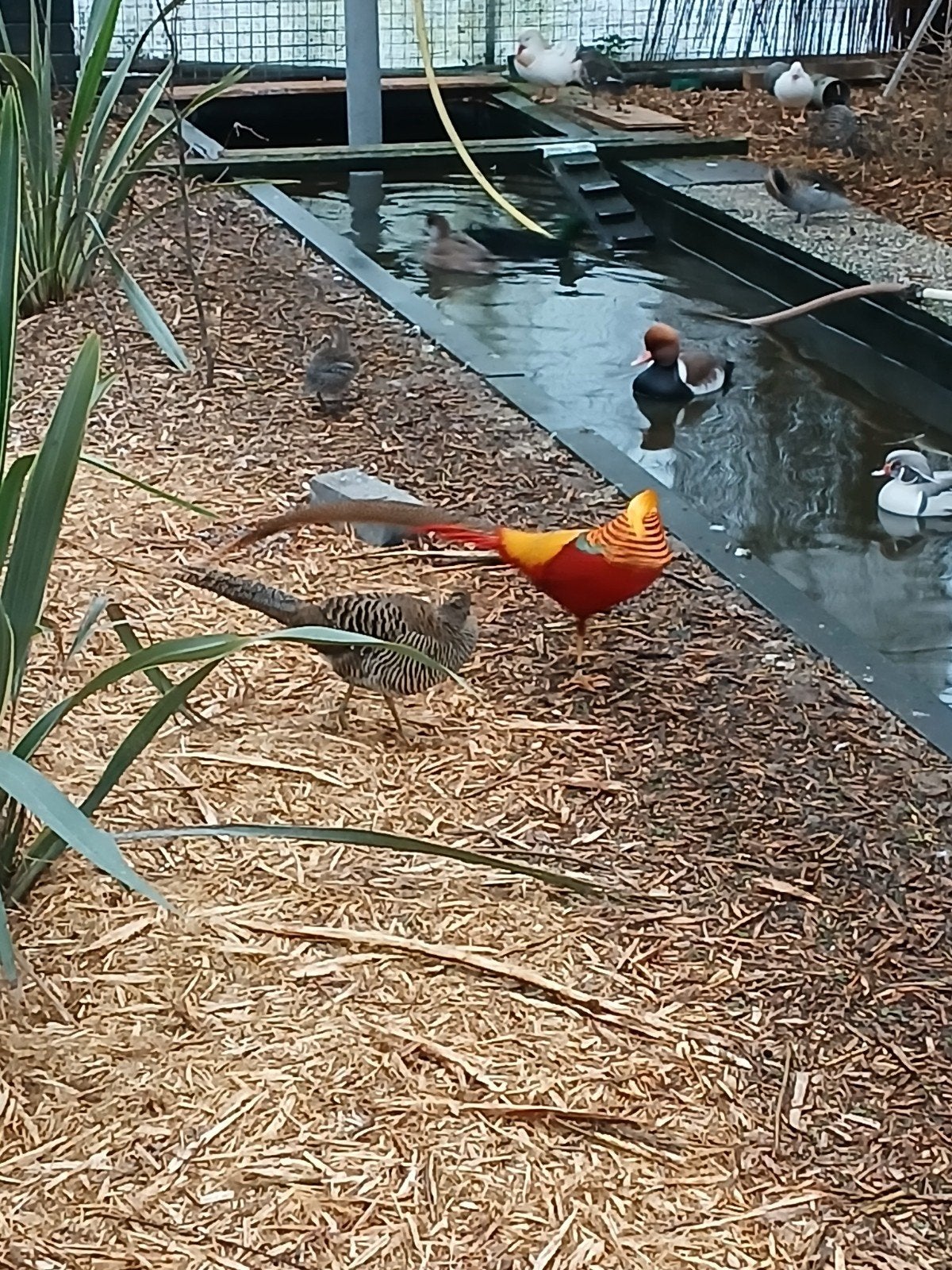 Kuikens goudfazanten, Dieren en Toebehoren, Geslacht onbekend, Kip