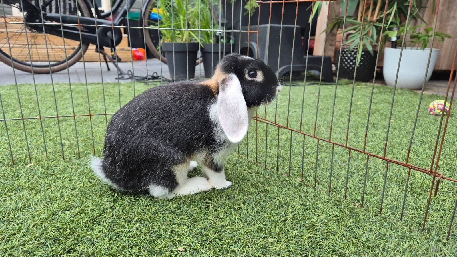 Baby Hangoor Konijnen, Dieren en Toebehoren, Konijnen, Meerdere dieren, Dwerg, Hangoor