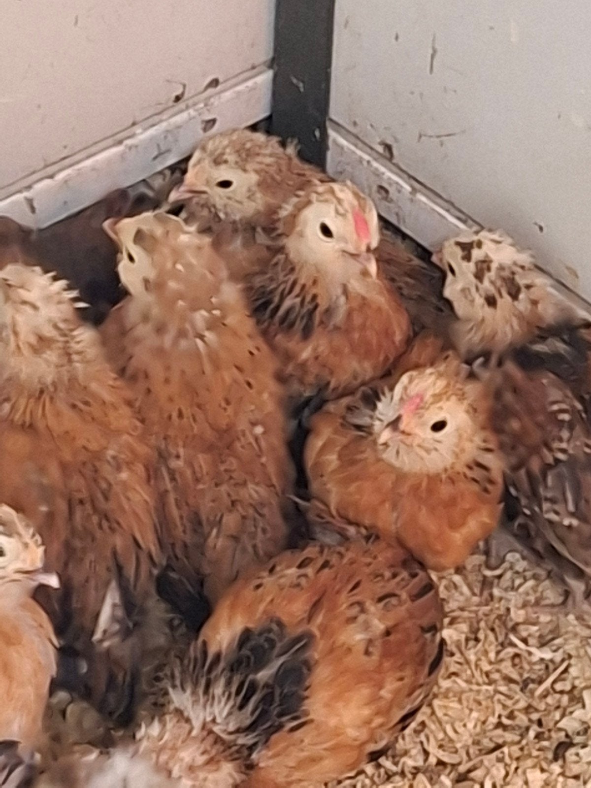 Gratis haantjes, Dieren en Toebehoren, Mannelijk, Kip