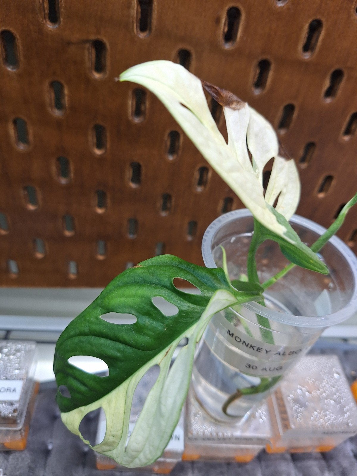 Monstera adonsii half moon, Ophalen of Verzenden, Halfschaduw, Minder dan 100 cm