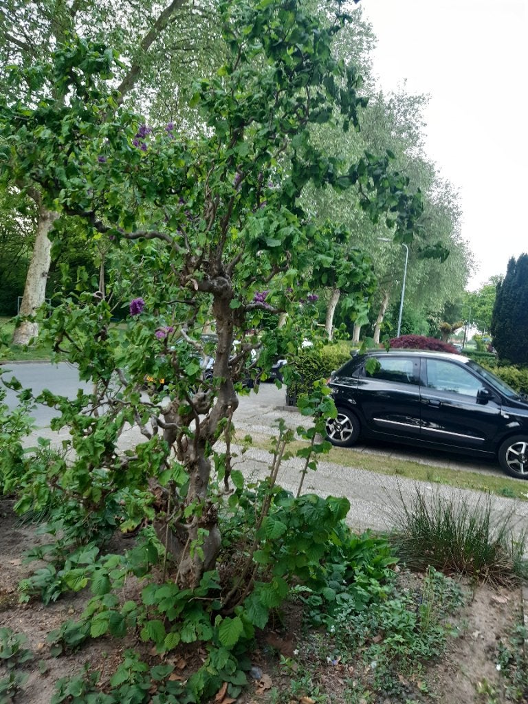 Gratis hazelaar, Tuin en Terras, Ophalen, Halfschaduw, Overige soorten, Lente
