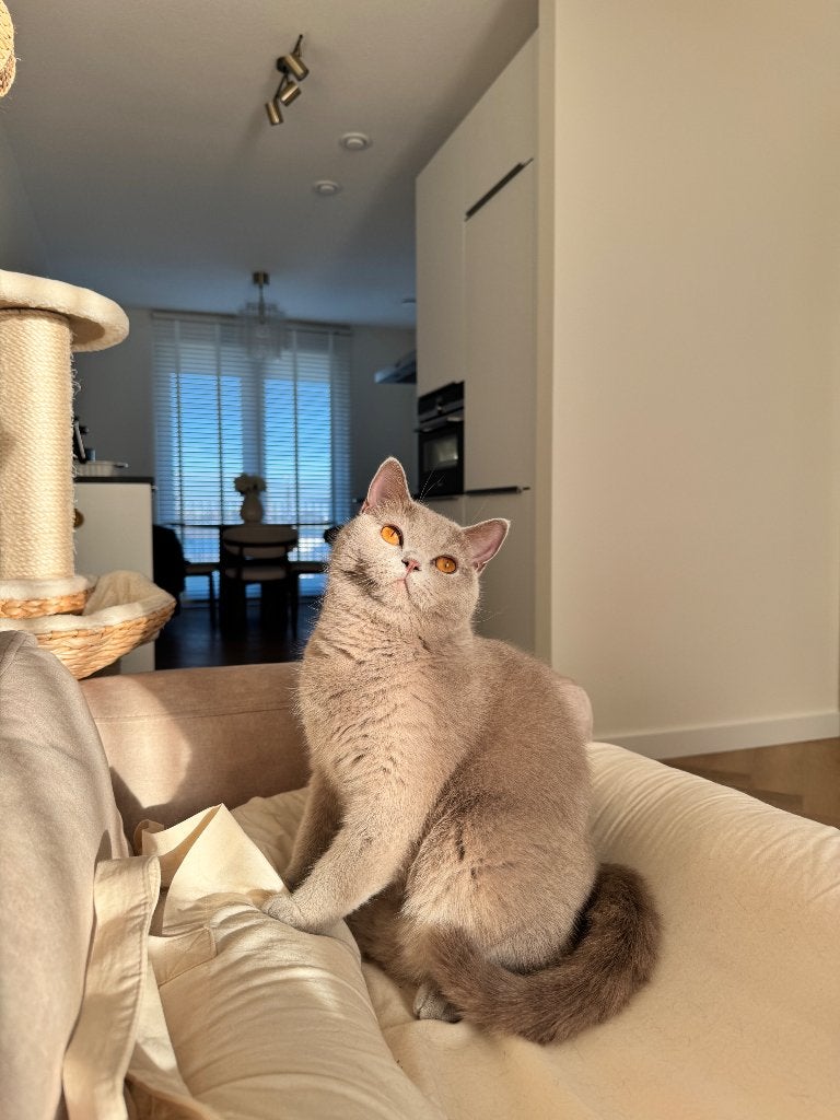 Lilac britse korthaar, Kater, Gechipt, 0 tot 2 jaar