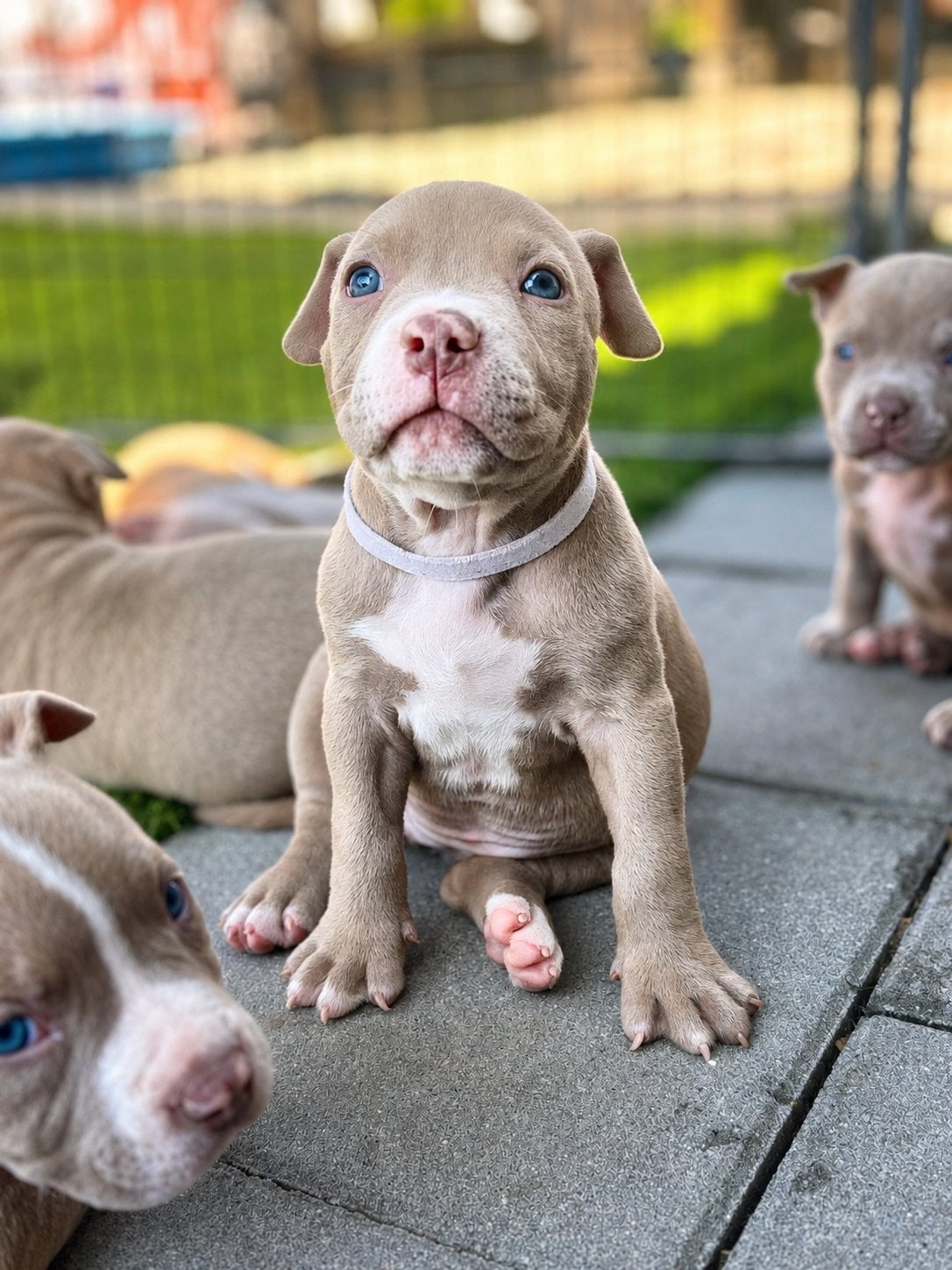 Pocket bullys, Dieren en Toebehoren, Honden | Niet-rashonden, Teef, Meerdere, Middel, Nederland