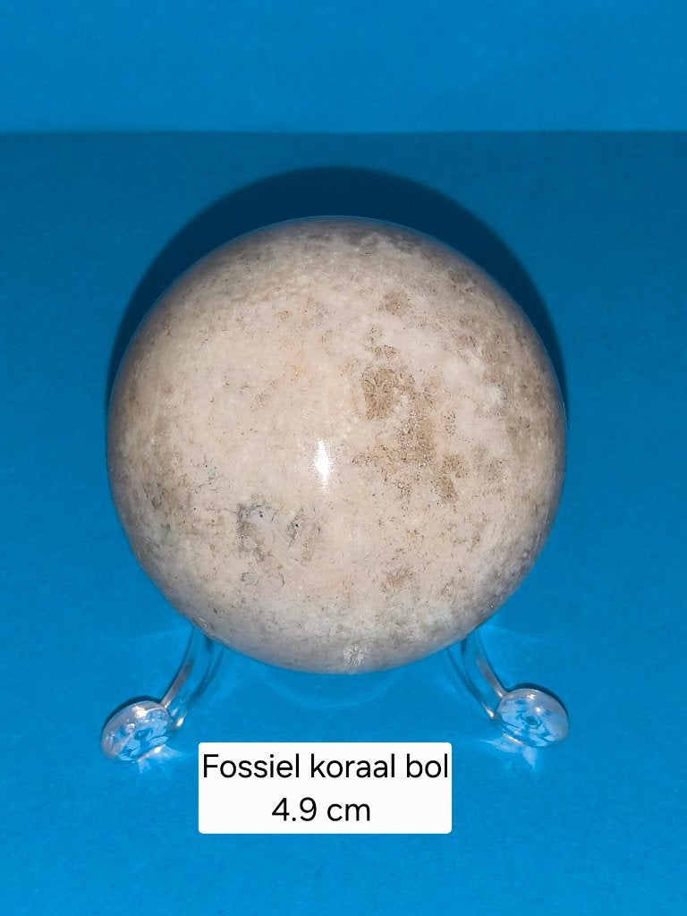 Fossiel koraal bol, Ophalen of Verzenden, Mineraal