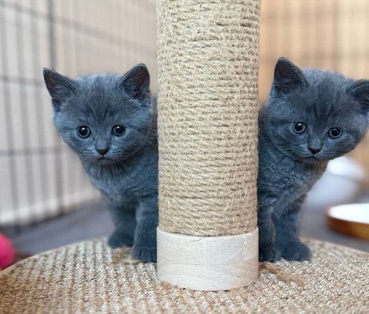 2 Britse Korthaar meisjes – België., Dieren en Toebehoren, Meerdere dieren, Gechipt