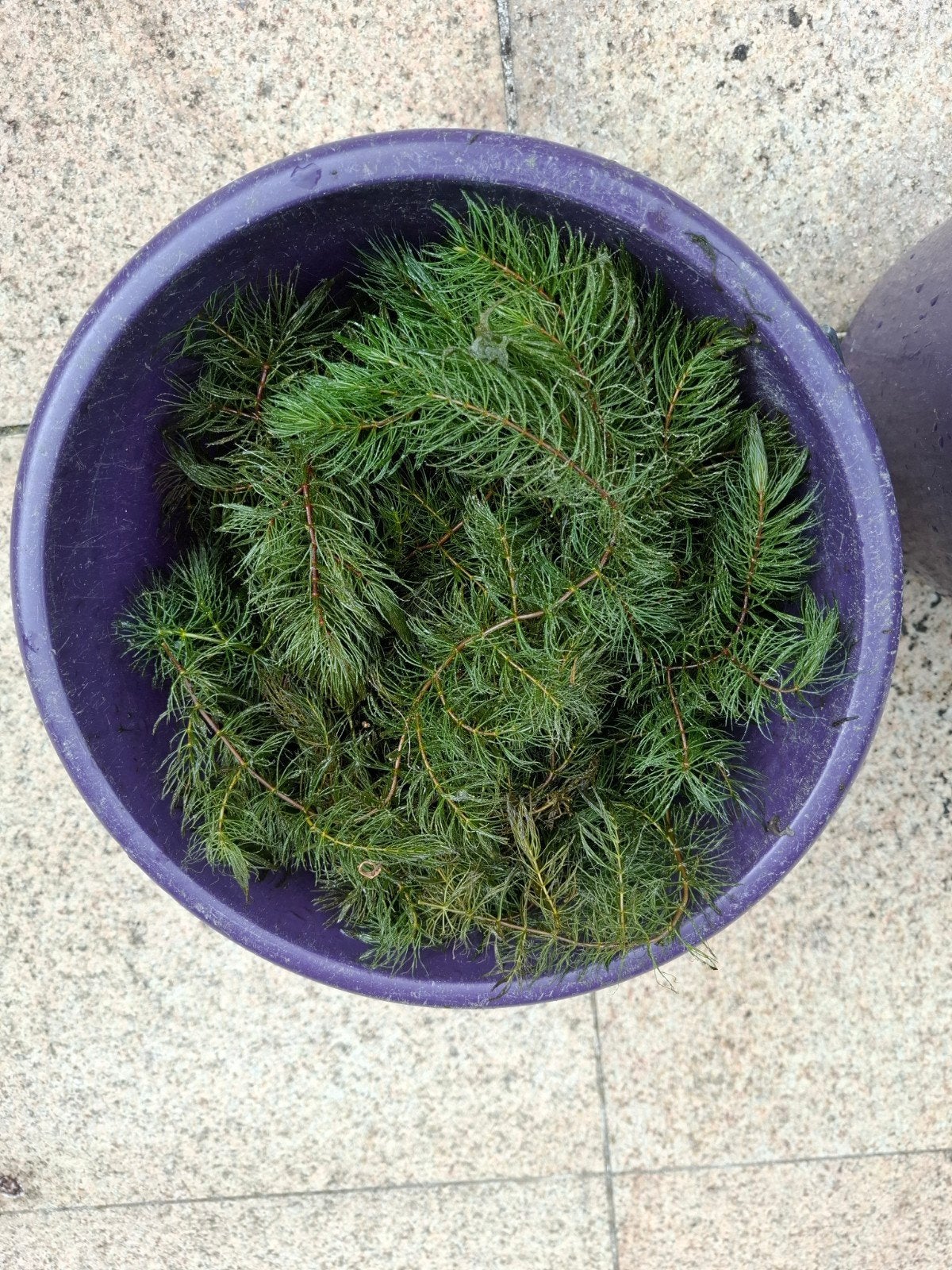 Zuurstofplanten Hoornblad (Ceratophyllum demersum), Tuin en Terras, Vijvers, Ophalen, Nieuw