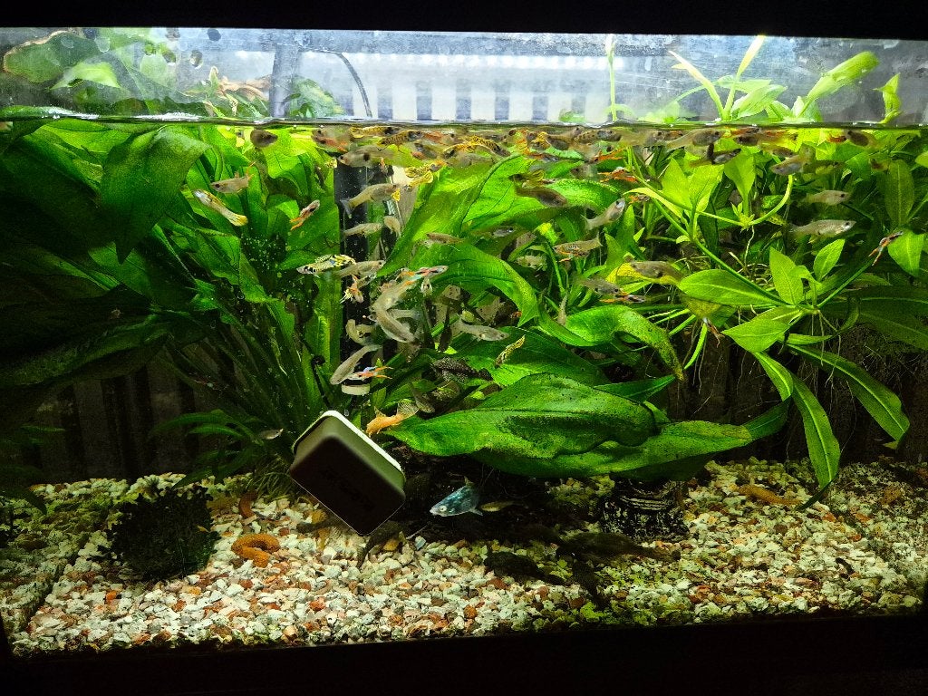 Guppy's en algeneters, Vis, Zoetwatervis