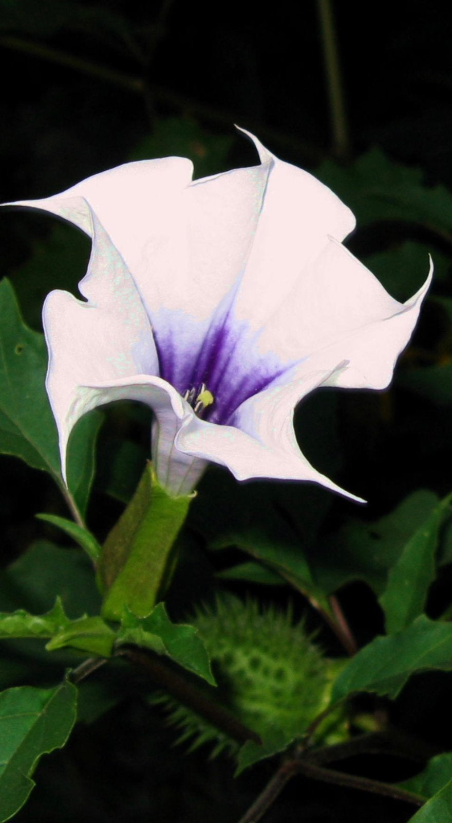Paars/witte datura uit Goa(India), Ophalen of Verzenden, Overige soorten, Volle zon