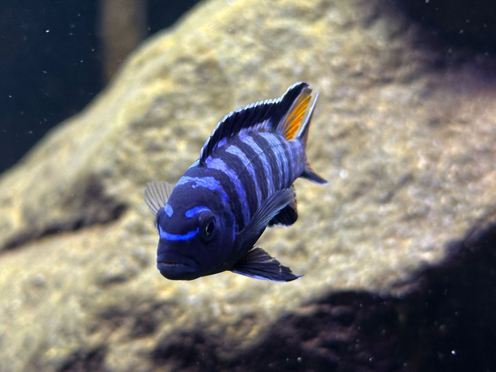 Pseudotropheus elongatus Mpanga (eigen fotos)Malawi cichlide, Vis