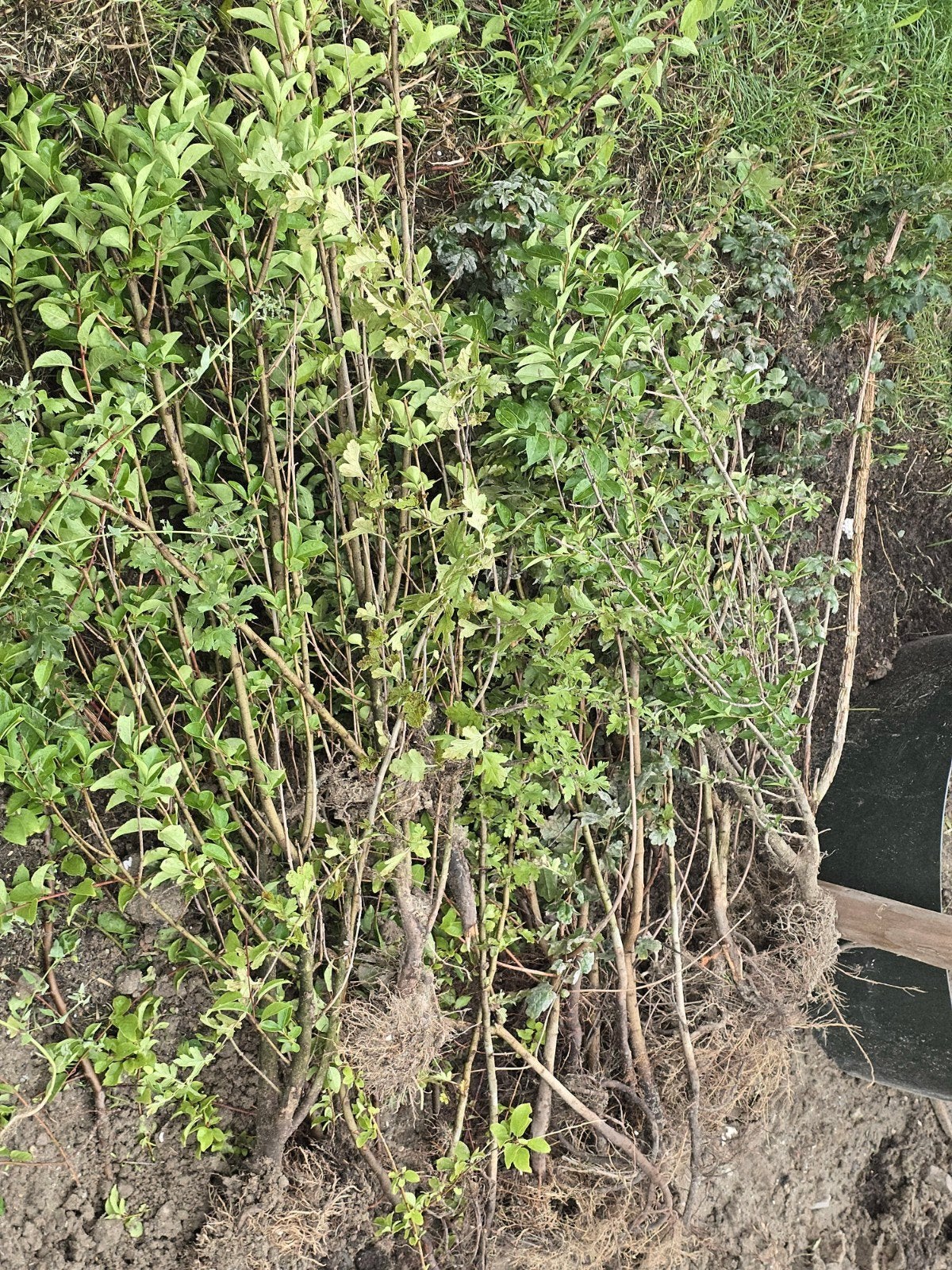GRATIS STEKKEN PLANTEN VOOR HAAG, Ophalen, Overige soorten, Minder dan 100 cm