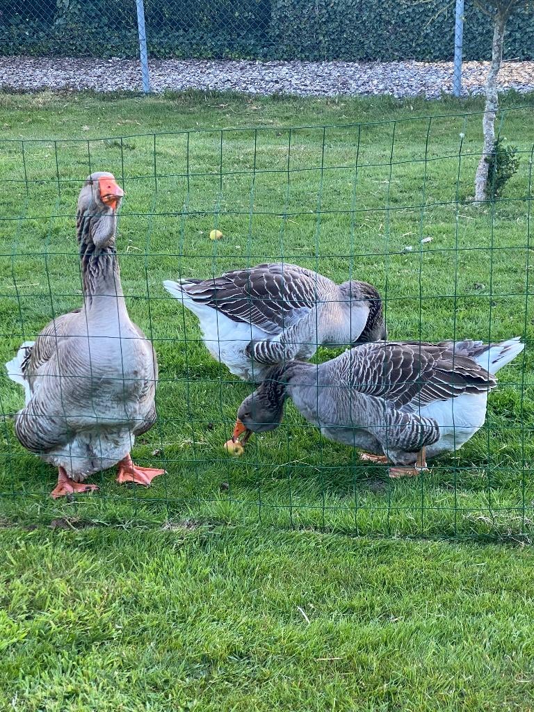 toulouse ganzen 1 Gent en 2 Ganzen, Meerdere dieren, Gans of Zwaan