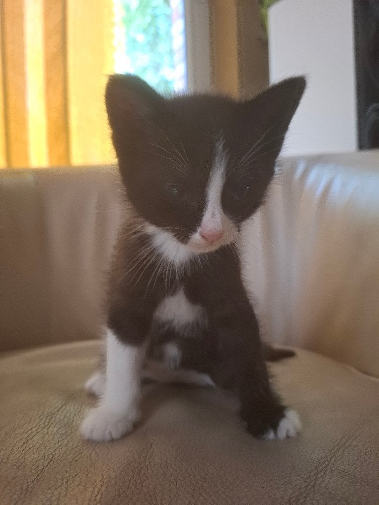 kitten, Dieren en Toebehoren, Katten en Kittens | Raskatten | Korthaar, Poes, Ontwormd, 0 tot 2 jaar