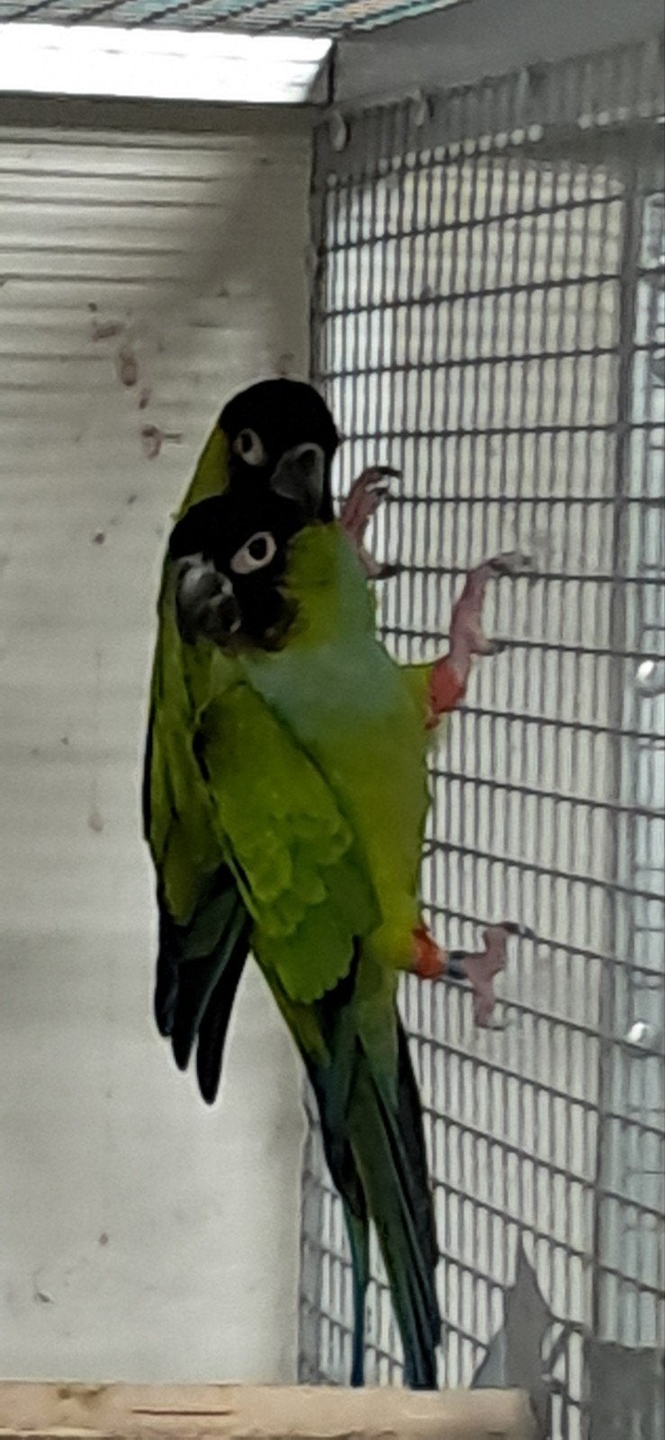 Koppel Nandaya Parkieten 2018, Meerdere dieren, Parkiet, Geringd