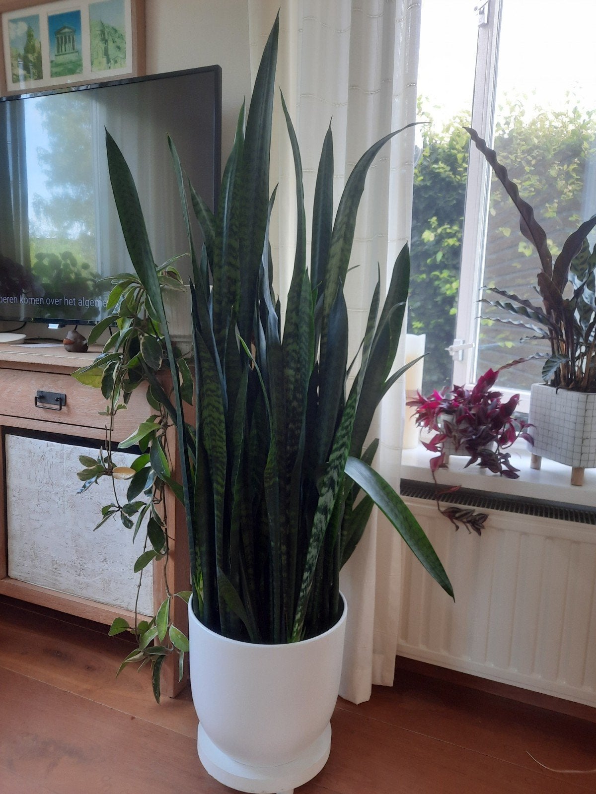 Grote Sanseveria (Vrouwentong) incl. bloempot, 6+ jaar oud, Ophalen, 100 tot 150 cm