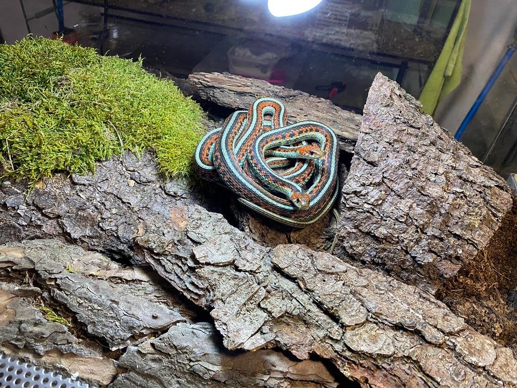 Op zoek naar Thamnophis, Natrix, Dieren en Toebehoren
