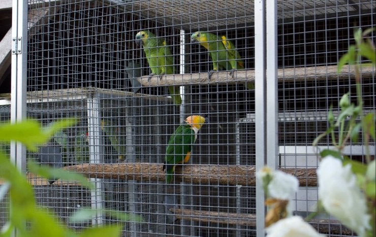 Zwartkopcaique 1-1 2025/2026 te koop, Dieren en Toebehoren, Mannelijk, Papegaai, Geringd