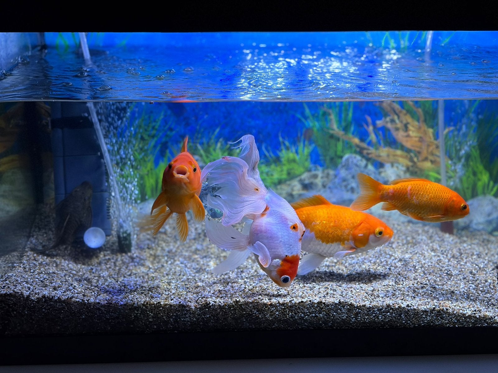 Aquarium hs platy, Dieren en Toebehoren, Vis