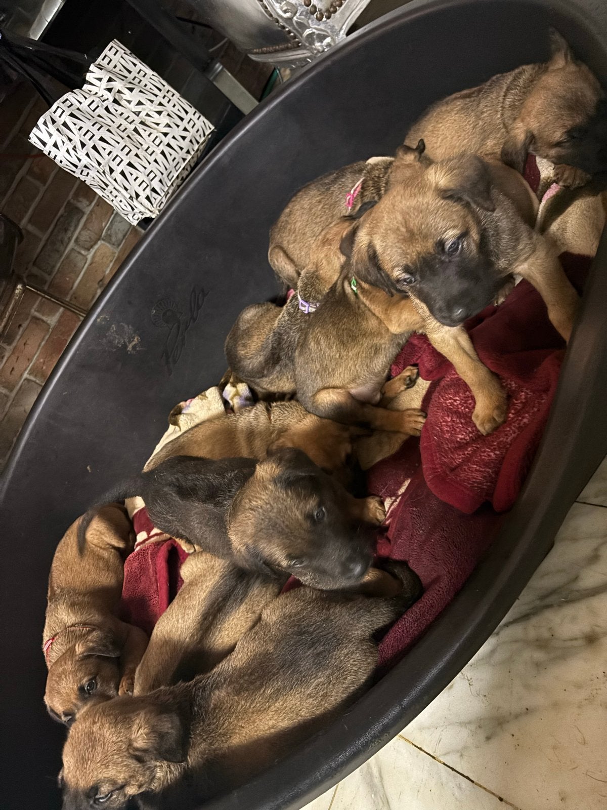 Prachtige pups kruising rhodesian/duitse herder, 8 tot 15 weken, Meerdere, Meerdere dieren, Klein
