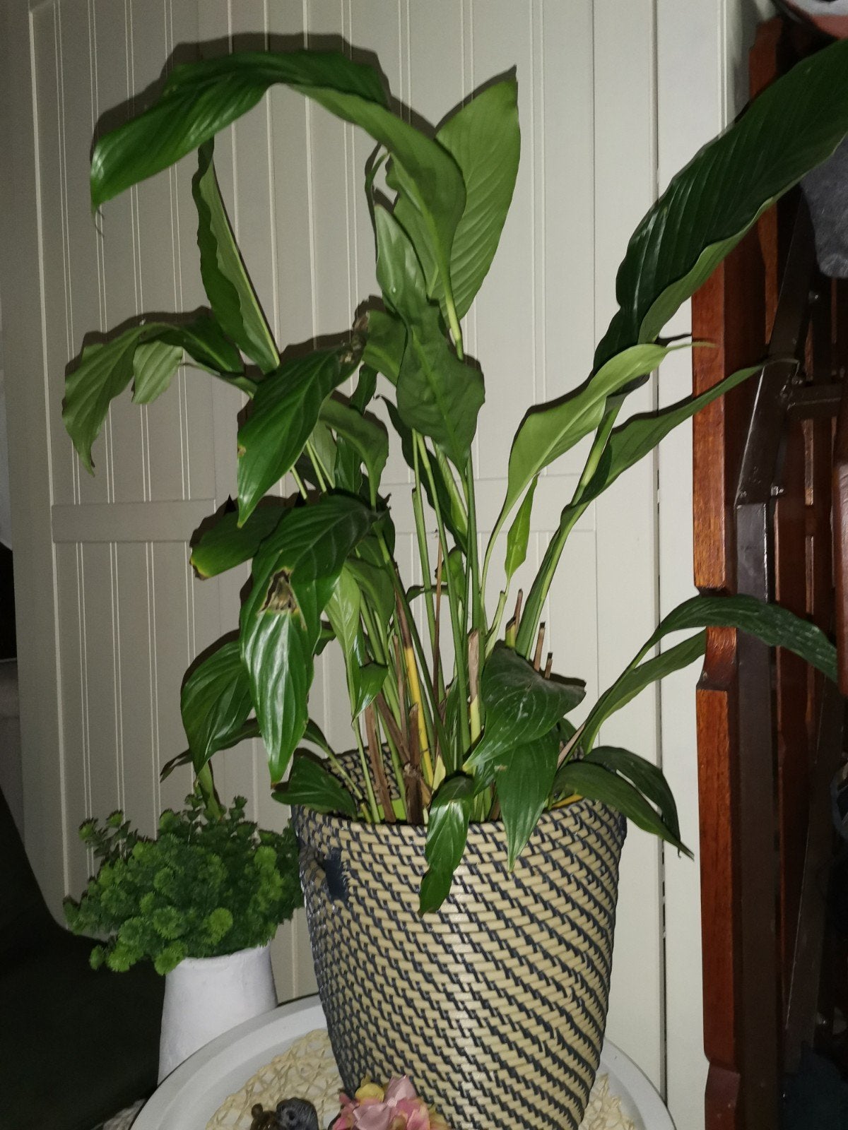 mooie plant inclusief pot, Ophalen, Halfschaduw, Minder dan 100 cm