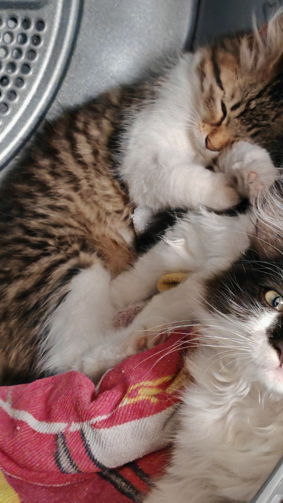 drie lieve langharige kittens 2 vrouwtjes 1 mannetje, Meerdere dieren, Ontwormd, 0 tot 2 jaar