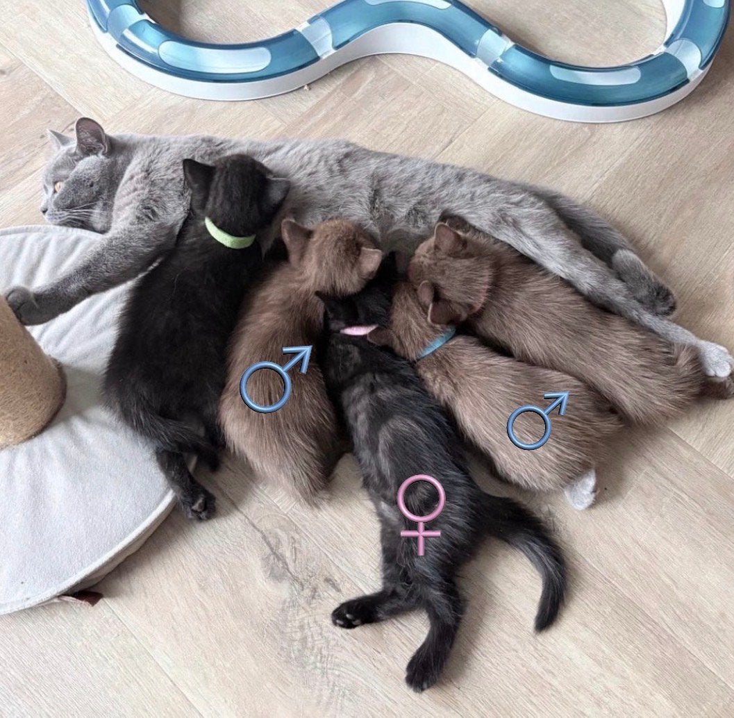 Britse korthaar kittens 2 Choco tabby 1 zwart tabby blotched, Dieren en Toebehoren, Meerdere dieren, Kortharig