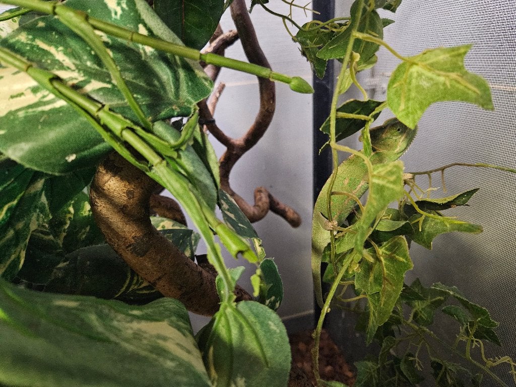 Chamaeleo calyptratus jemen kameleon Chameleon photo 3