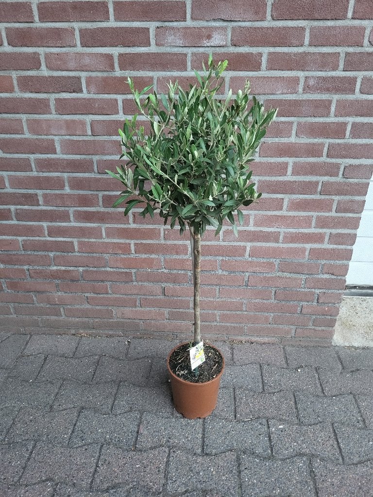 Olijfboom, 100 tot 250 cm, Olijfboom, Zomer, Ophalen